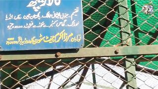 Black Bear cute creatures bahawalnagar zoo #cutecreatures #bahawalnagar #zoo #blackbeart #sorts