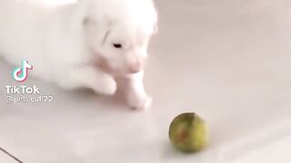 Funny dogs.