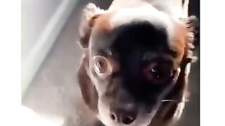 Memes Your Dog Watches when you leave the Room ???????? #1