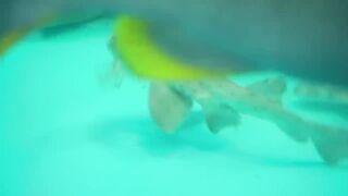FEEDING MY PET SHARKS!!