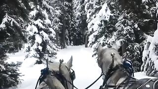 Прогулка с лошадками в лесу