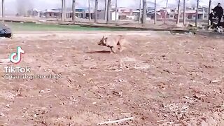 Dog собака