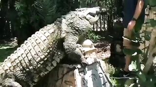 Опасный АЛЛИГАТОР...