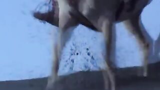 Зена и габриэль