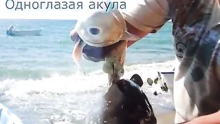 Необычные подводные обитатели