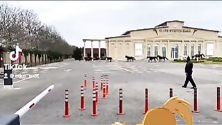 Побег не удался