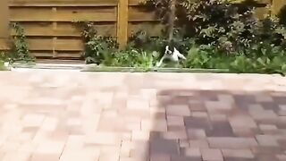 КОТИКИ # СОБАЧКИ