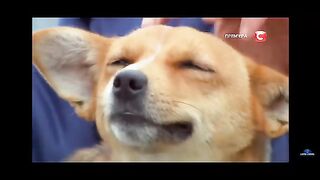 Купил собаку с АлиЭкспрес