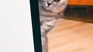 Кот 2