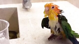 Смешные животные 9