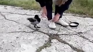 Сорока