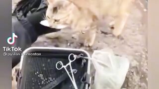 мур
