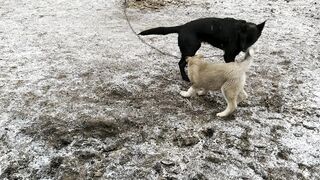 Домашние животные 3