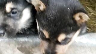 Мои любимые щенки