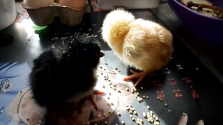 The chicken also wants to live