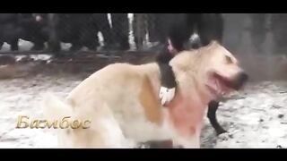 Шайқас чемпион Мира Финалда тұр Алаш орда Кубогінде