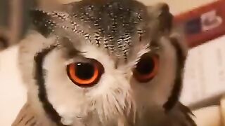 Сова
