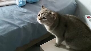 Смешные коты 3