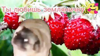 Трохи з тік тока