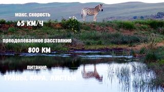 Узори зебри