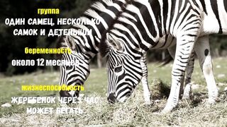Вагітність зебри