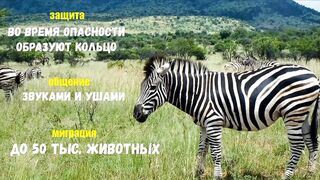 Сон зебри