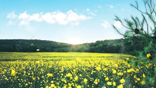 Весна красивая мелодия души Весенняя природа пейзаж