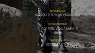 Молоко зебри