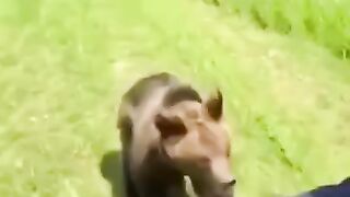 Ненасытный мишка