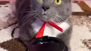 Видео про милого котика