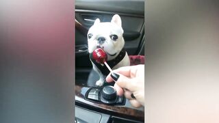Funny Cats and Dogs - Best Of The 2022 Funny Animal Videos - TRY NOT TO LAUGH! 9