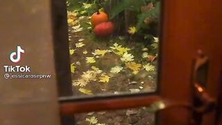 Волк увидел нечто странное....