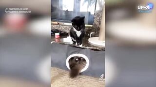 Смешные видео 5
