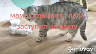 Прикольные кошки