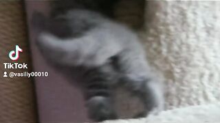 Прикольно, котята