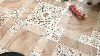 Хаски и робот пылесос