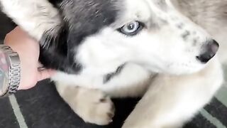 Хаски жалуется