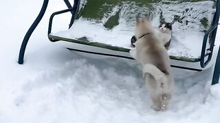 Хаски и кот на качеле