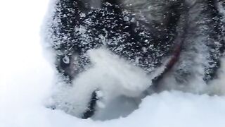 Хаски в снегу