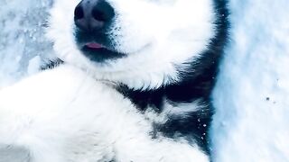 Хаски голубые глазки