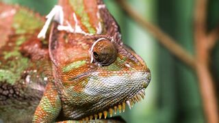 Дикие животные