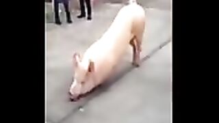 Свинья молится у храма!