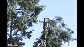 ДеревоРубы НЕУДАЧНИКИ........