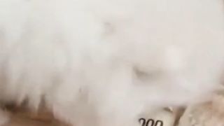 Baby Dogs Cute and Funny Dog Videos Puppy Dogs Compilation