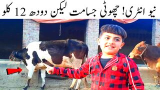 Small cow but gives great amount of milk
