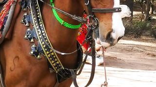 World most beautifull horse ????
