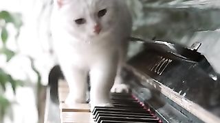 Beautiful cats