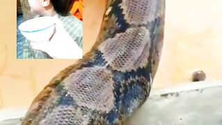 Snake masti