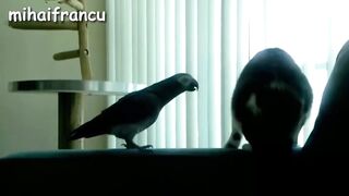 Funny Parrots Annoying Cats Compilation