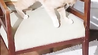 Beautiful cats